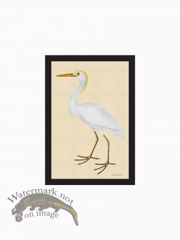 Rudbeck CFA_BF 49 Cattle Egret